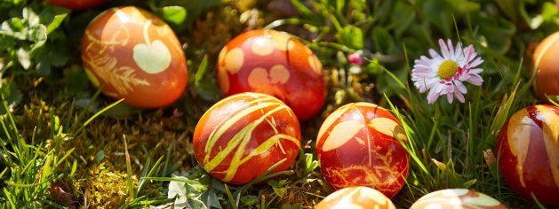 Dyeing Easter eggs yourself with plants